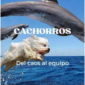 Qué necesita un cachorro?