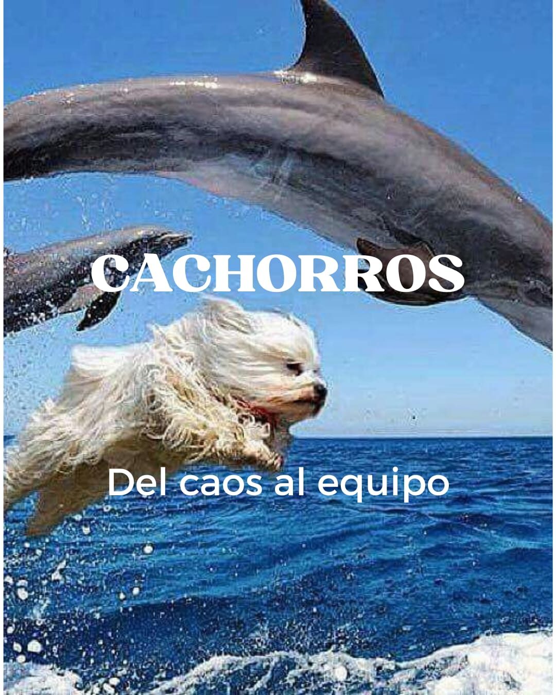 Qué necesita un cachorro?