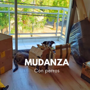 Mudanza con perros