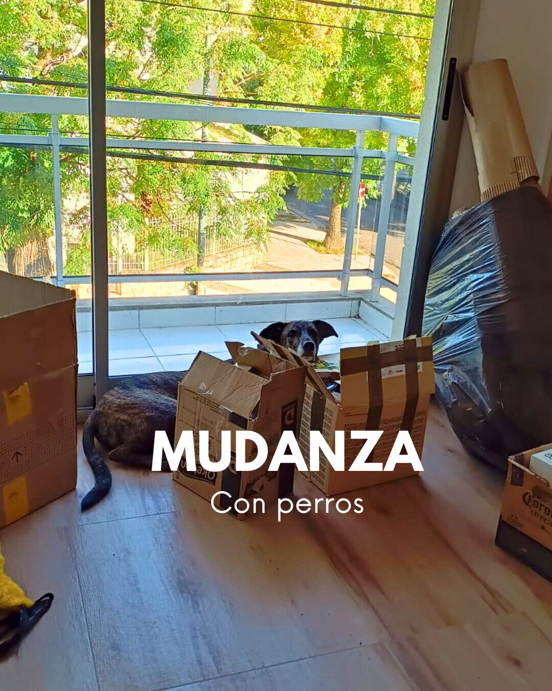 Mudanza con perros